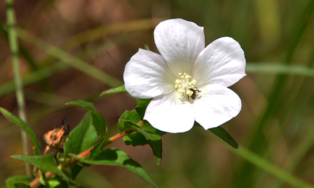 Cienfuegosia humbertiana