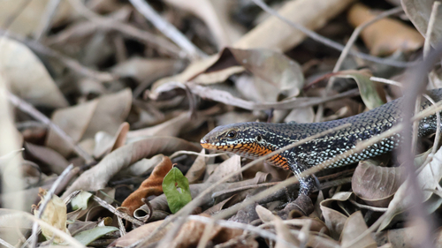 Bronze Grass Skink