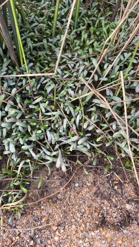 Lilaeopsis chinensis, 2026-08-05