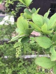 Berberis vulgaris