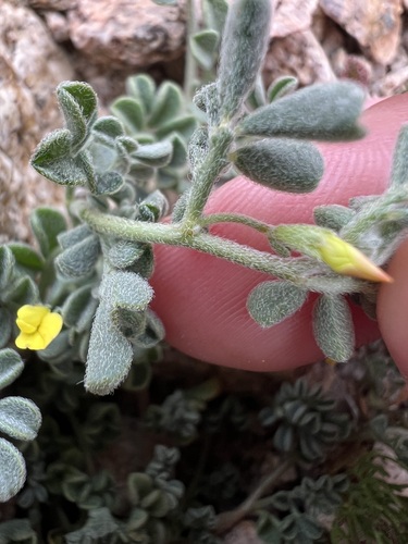 Acmispon strigosus, photograph 2