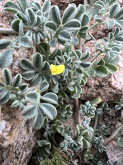 Acmispon strigosus