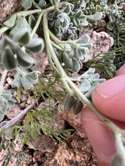 Acmispon strigosus, photograph author not stated, no rights reserved