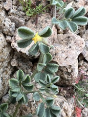 Acmispon strigosus, photograph author not stated, no rights reserved