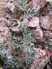 Acmispon strigosus, photograph author not stated, no rights reserved