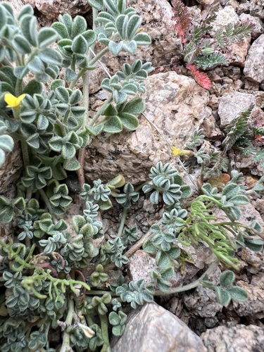 Acmispon strigosus, photograph 6