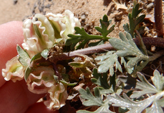 Cymopterus glomeratus