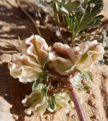 Cymopterus glomeratus
