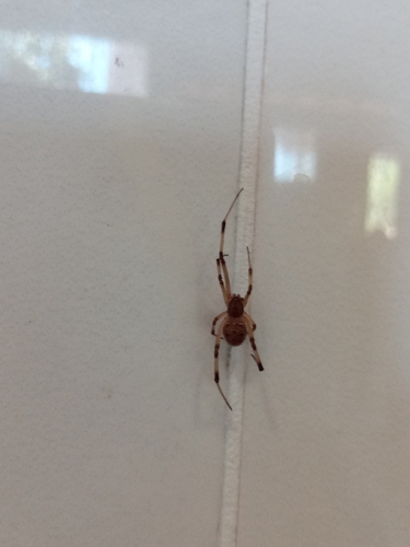 Brown Widow