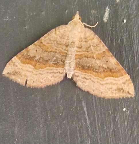 Shaded Broad-bar