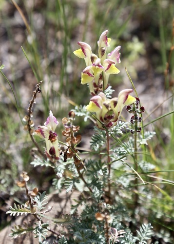 Scutellaria przewalskii, photograph 3