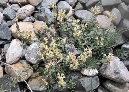 Scutellaria przewalskii, photograph 2
