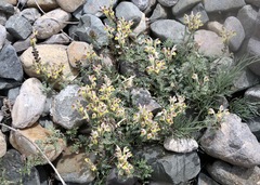 Scutellaria przewalskii, photograph (c) Dr. Alexey Yakovlev, some rights reserved (CC BY)