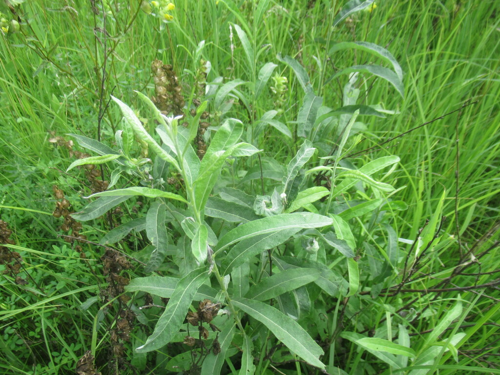 Salix gmelinii; photograph author not stated, no rights reserved