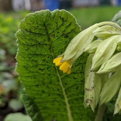 Primula veris