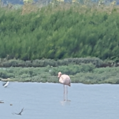 Greater Flamingo