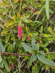 Correa pulchella