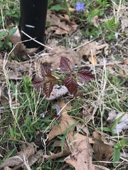 Toxicodendron radicans