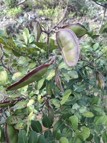 Schotia latifolia, 2026-08-06