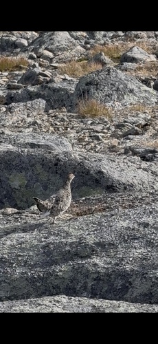 Rock Ptarmigan