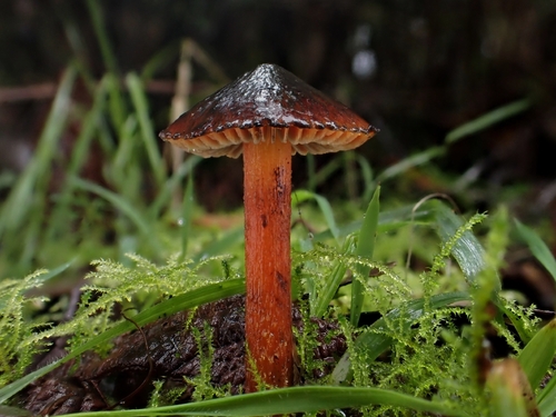 Hygrocybe astatogala