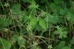Geranium divaricatum