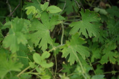 Geranium divaricatum