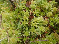Sphagnum angustifolium