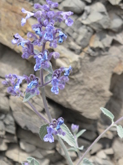 Nepeta cyanea