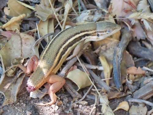 Large Psammodromus