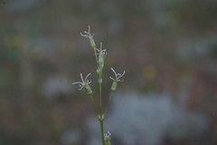 Silene wolgensis