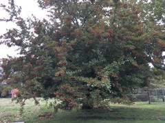 Crataegus × lavallei