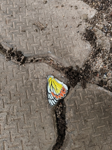 Common Jezebel