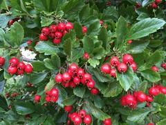 Crataegus × lavallei