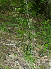 Poa sylvestris