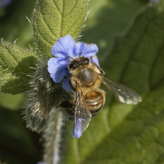 Apis mellifera