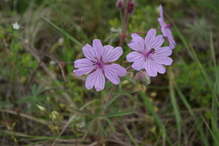 Geranium linearilobum