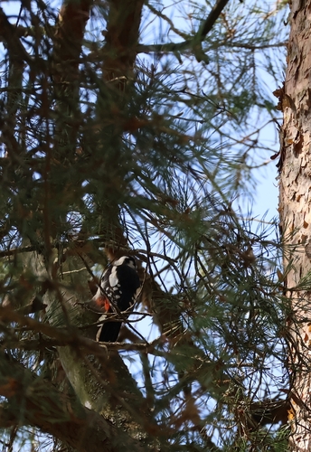 Great Spotted Woodpecker