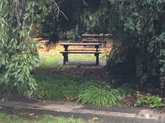 Oryctolagus cuniculus cuniculus