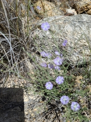 Evolvulus arizonicus