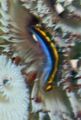 Elacatinus randalli