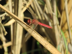 Orthemis nodiplaga