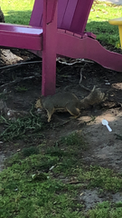 Sciurus niger