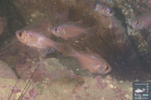 Taeniamia fucata observed 2026-08-05