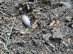 Porcellio laevis