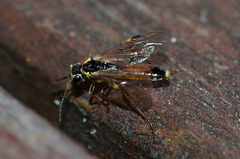 Aglaostigma fulvipes