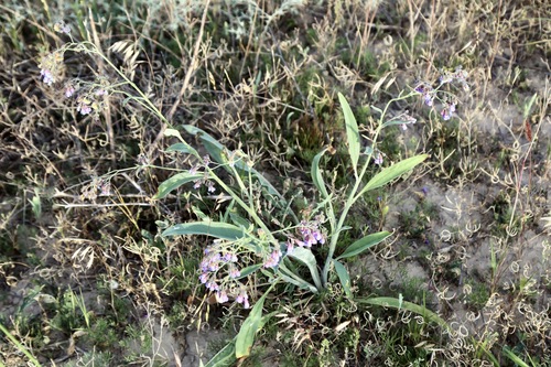 Lindelofia anchusoides, photograph 4