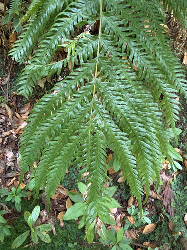 Pteris incompleta