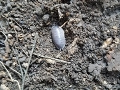 Porcellio laevis