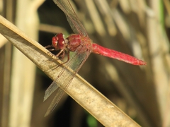 Orthemis nodiplaga